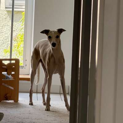 Whippet-Beitrag-Bild