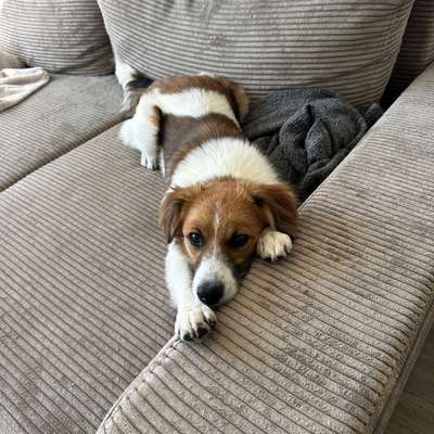 Hundetreffen-Hundesitterin gesucht-Bild
