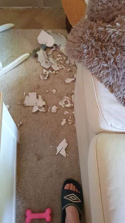 Zeig mir, dass du mit einem hund zusammenlebst....-Beitrag-Bild