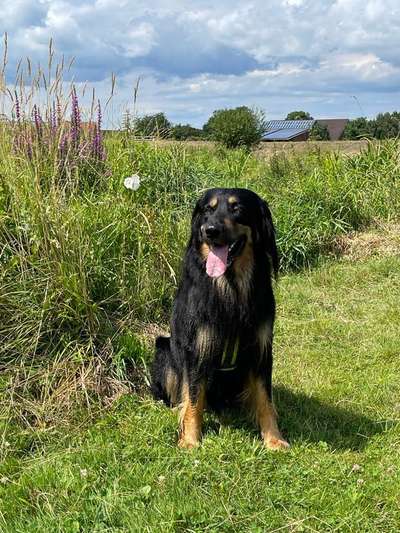 Hovawart-Beitrag-Bild