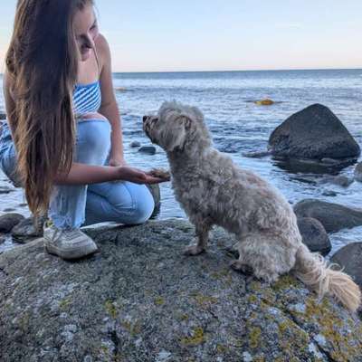 Hundetreffen-Gassi-Treffen-Bild