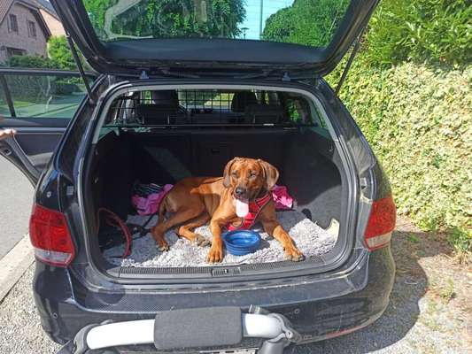 Rhodesian Ridgeback-Beitrag-Bild