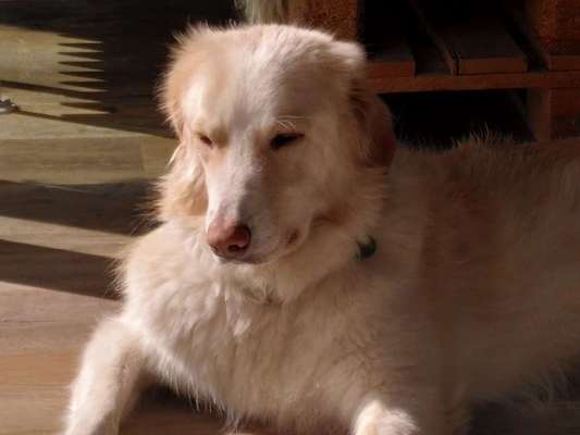 Auslandstierschutz-Beitrag-Bild