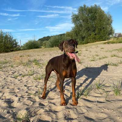 Hundetreffen-Dobi treffen-Bild