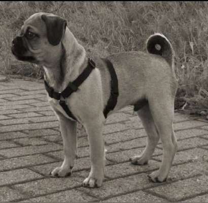 Brachycephale Hunderassen-Beitrag-Bild