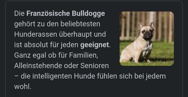 Brachycephale Hunderassen-Beitrag-Bild