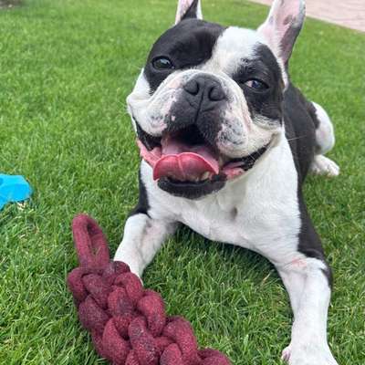 Hundetreffen-Hundekumpel für Mr.Bean gesucht 🐾-Bild