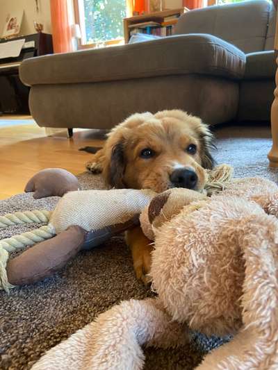 Die Dogorama Wochen Challenge-Beitrag-Bild