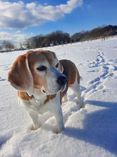 Dogorama Photo Challenge - Be my valentine-Beitrag-Bild