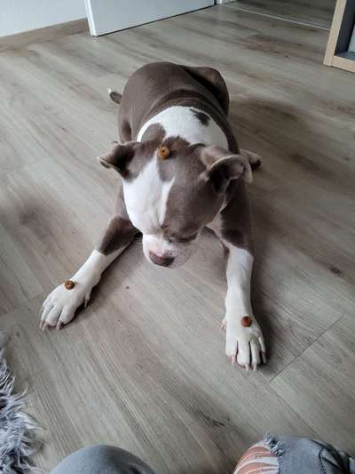 Impulskontrolle-Challenge Nr. 2: Vorbei laufen-Beitrag-Bild