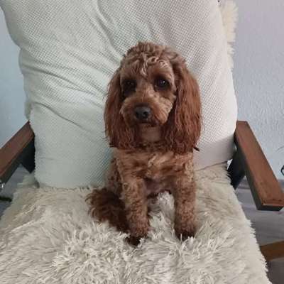 cavapoos-Beitrag-Bild