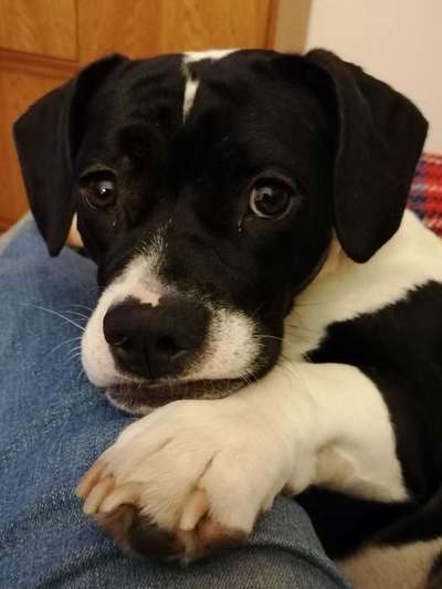 CHALLENGE NR. 19 - Der Hundeblick-Beitrag-Bild