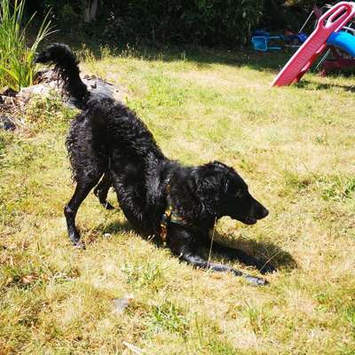 Hundetreffen-Spielerunde in Solingen Ohligs Lochbachtal-Bild