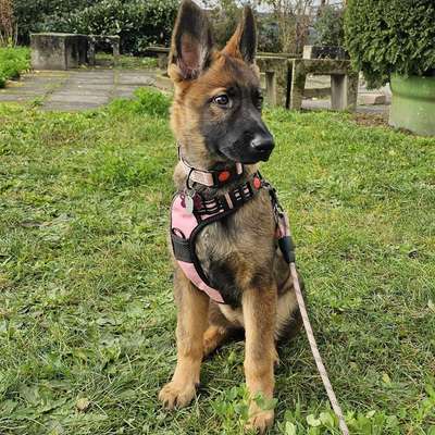 Hundetreffen-Spiel- & Gassi Treffen-Bild