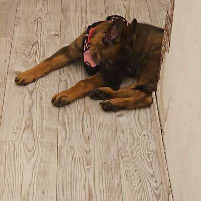 Hundetreffen-Spiel- & Gassi Treffen-Bild