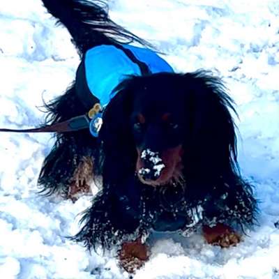 aktuelles Foto Gruppe Dackel