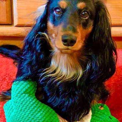 aktuelles Foto Gruppe Dackel