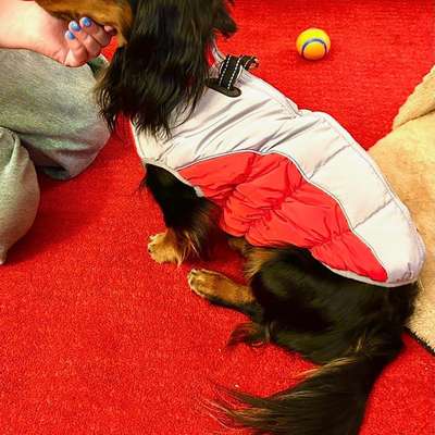 aktuelles Foto Gruppe Dackel