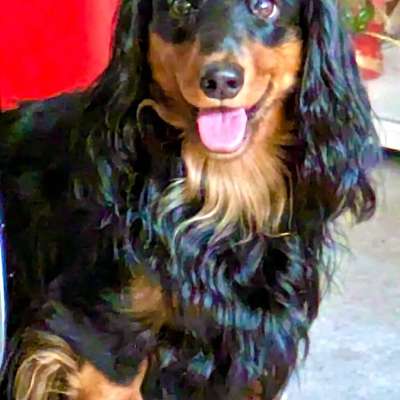 aktuelles Foto Gruppe Dackel