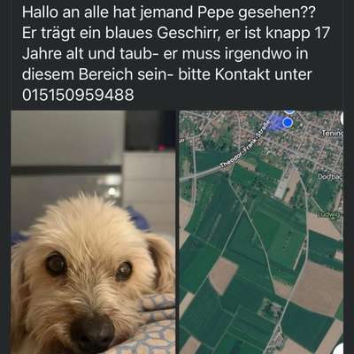 Suchmeldung-Pepe-Bild