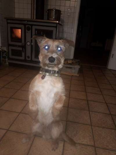 Schäferhund-Beitrag-Bild