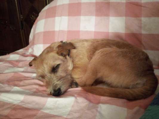 Tierschutz - Auslandstierschutz oder örtliches Tierheim?-Beitrag-Bild