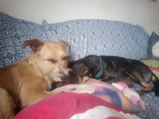 Tierschutzhund ist meine Lieblingsrasse-Beitrag-Bild