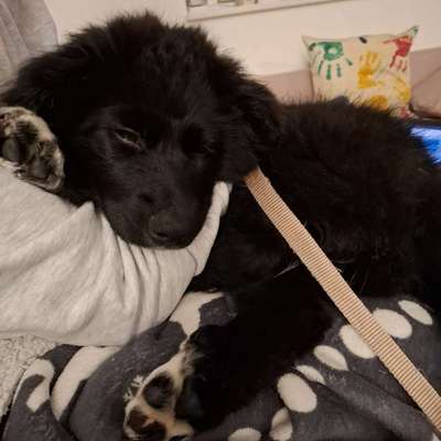 Hundetreffen-Welpen treffen