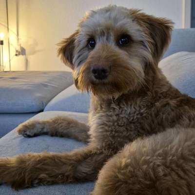 Hundetreffen-Emma sucht Spielkameraden-Bild