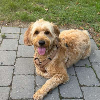 Hundetreffen-Suche Hunde für angeleitete Hundebegegnungen-Bild