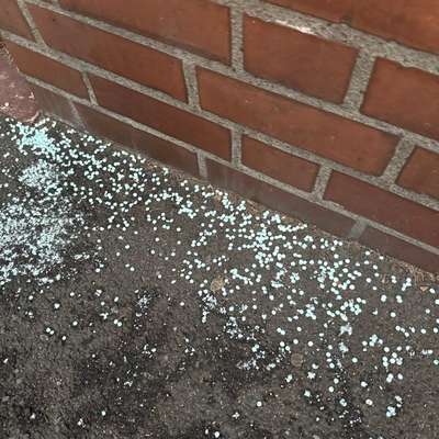 Giftköder-Rattengift-Bild