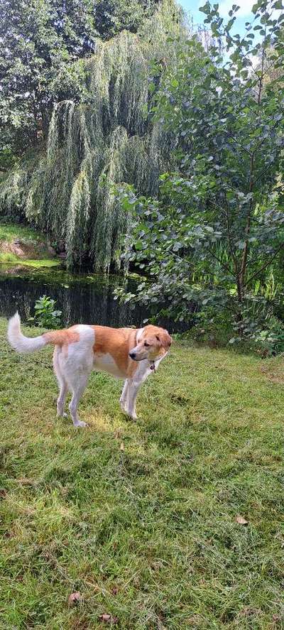 Hundetreffen-Gassirunde spielen toben und natürlich auch etw Training-Bild