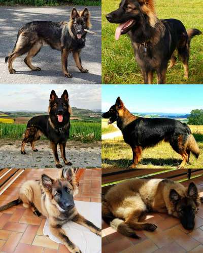 DSH vorprogrammiert für Gesundheitliche Probleme?-Beitrag-Bild