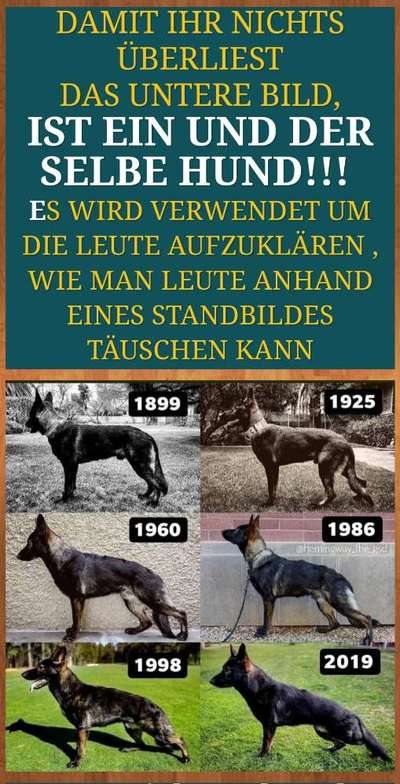 DSH vorprogrammiert für Gesundheitliche Probleme?-Beitrag-Bild