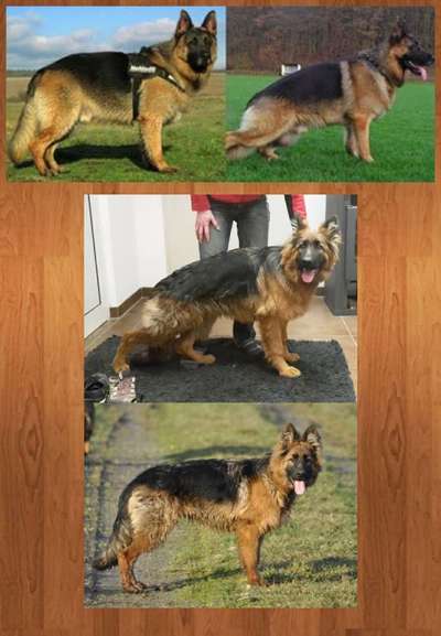 DSH vorprogrammiert für Gesundheitliche Probleme?-Beitrag-Bild