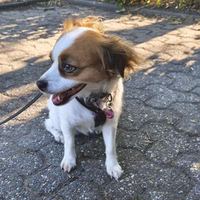 Hundetreffen-Gassirunde-Bild