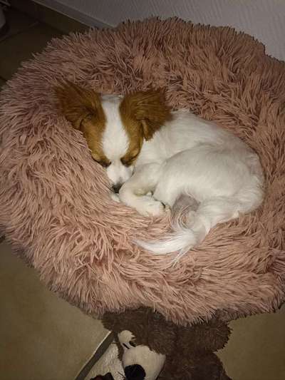 Fotochallange - Eingekugelt-Beitrag-Bild