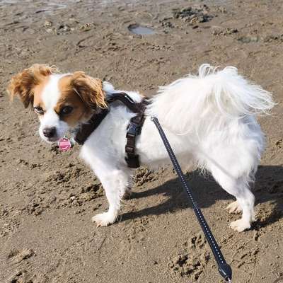 Hundetreffen-Gassirunde-Bild
