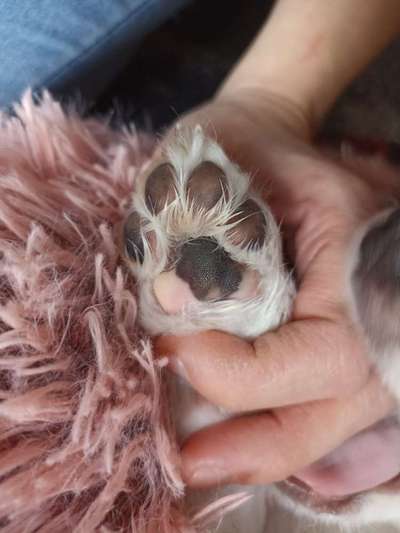 Pfotenlecken - Ursache?-Beitrag-Bild