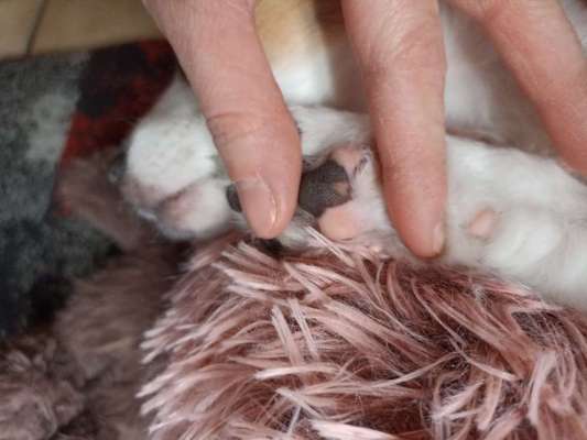 Pfotenlecken - Ursache?-Beitrag-Bild