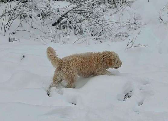 Fotochallenge 61 ~ Schnee-Beitrag-Bild