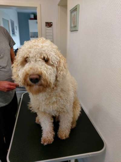 Seltene Rassen!-Beitrag-Bild