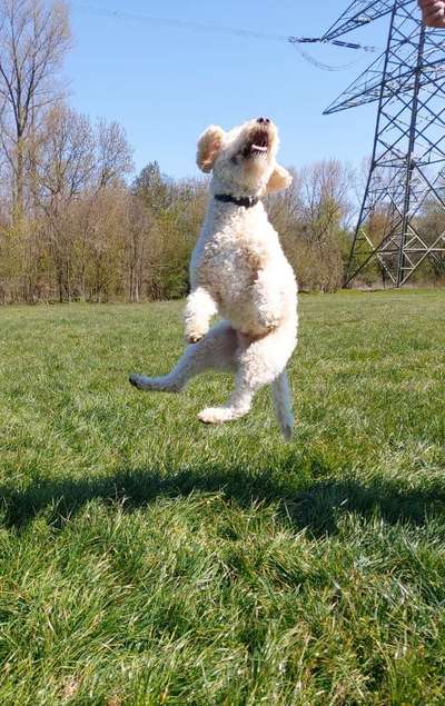 Die Dogorama Kalender Challenge 4/4-Beitrag-Bild