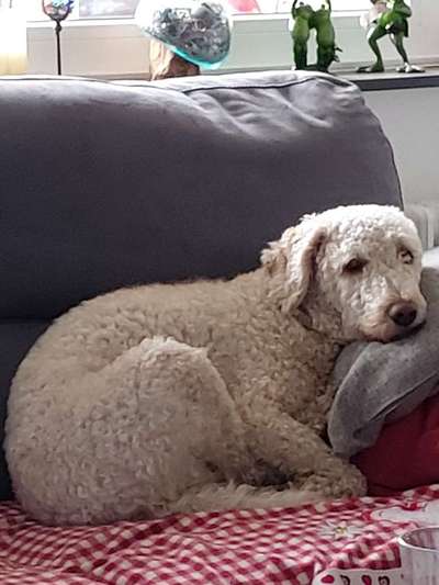 Reinrassige Hunde?-Beitrag-Bild