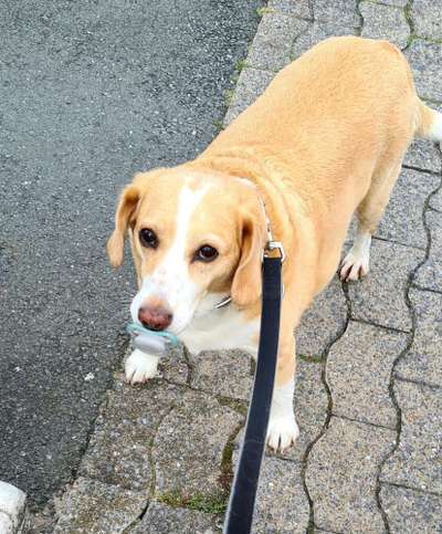 Unsere Fellnasen-Vielfalt im Überblick!-Beitrag-Bild