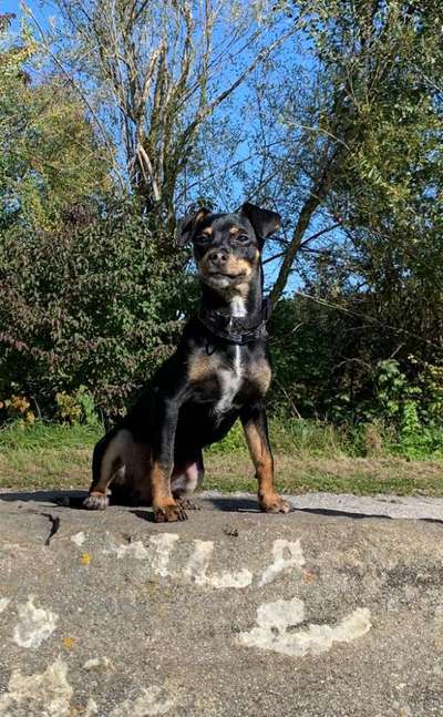 Kleine Hunde ganz Groß-Beitrag-Bild