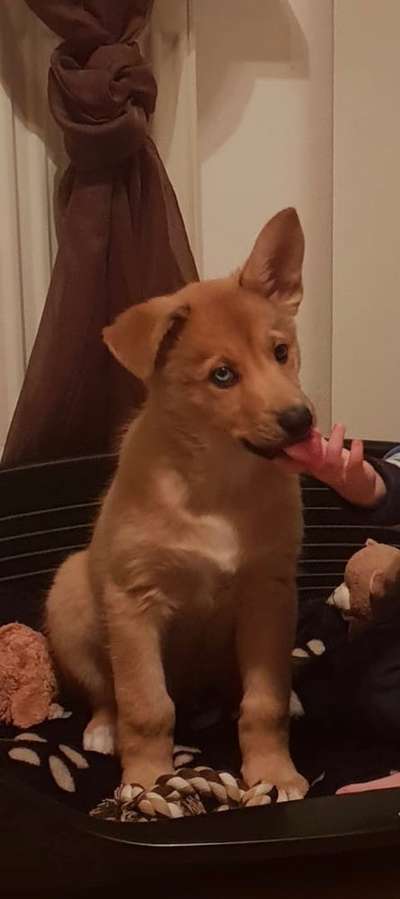 Welpen Bilder !-Beitrag-Bild