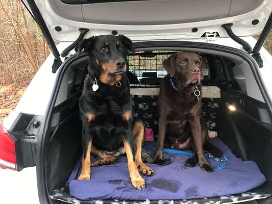 FOTOCHALLENGE 70 - Dein Hund im Auto-Beitrag-Bild