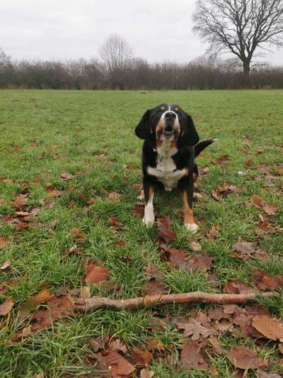 Entlebucher Sennenhund-Beitrag-Bild