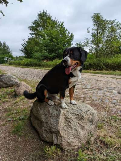 Entlebucher Sennenhund-Beitrag-Bild